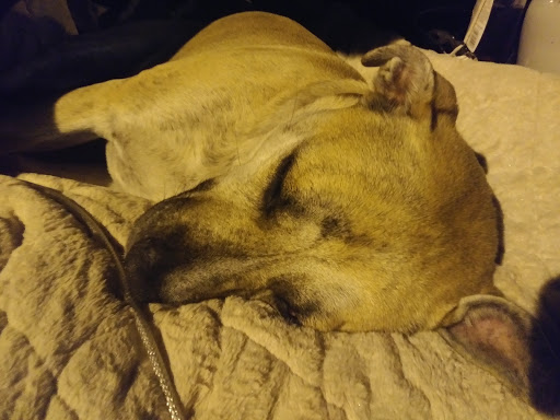 Shopping Mall «Airport Mall», reviews and photos, 1129 Union St, Bangor, ME 04401, USA