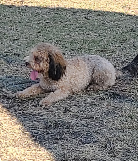 Park «Al Helms Dog Park», reviews and photos, 1022 Balboa Ave, Panama City, FL 32401, USA