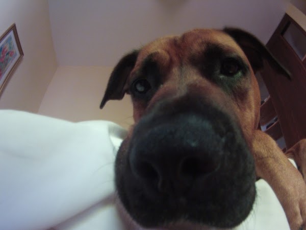 Homeopatía Veterinaria Online