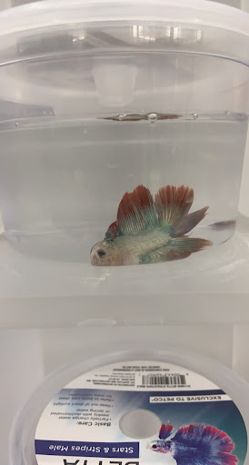 Pet Supply Store «Petco Animal Supplies», reviews and photos, 3452 W Chandler Blvd, Chandler, AZ 85226, USA