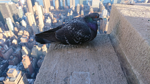 Historical Landmark «Empire State Building», reviews and photos, 350 5th Ave, New York, NY 10118, USA