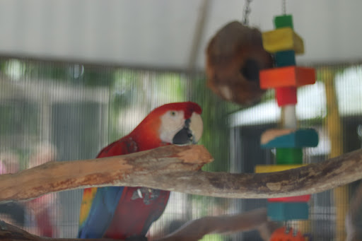 Animal Rescue Service «McCarthys Wildlife Sanctuary», reviews and photos, 12943 61st St N, West Palm Beach, FL 33412, USA