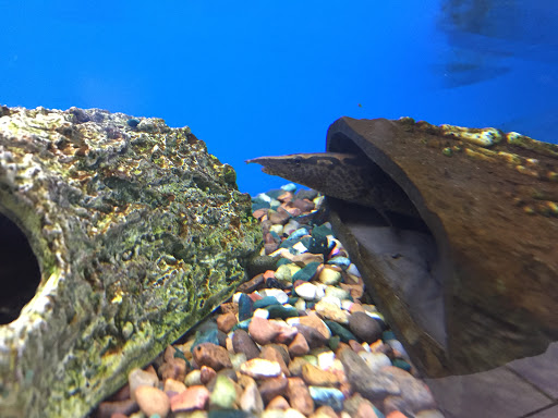 Pet Store «Critter Hut Aquarium & Pets», reviews and photos, 6637 Post Rd, North Kingstown, RI 02852, USA