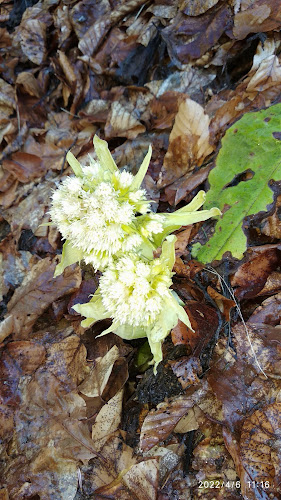 Ресторант Брего - Скара - Белица