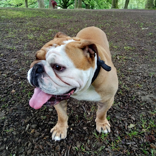 Reviews of Camden Hounds in London - Dog trainer