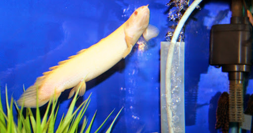 Tropical Fish Store «Aquatic Treasures/Bruces Pond Shop», reviews and photos, 20708 Gudith Rd, Brownstown Charter Twp, MI 48183, USA