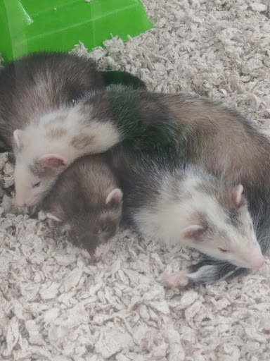 Pet Supply Store «Petco Animal Supplies», reviews and photos, 1265 Sergeant Jon Stiles Dr f, Highlands Ranch, CO 80129, USA