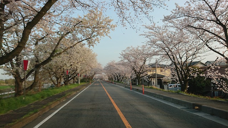 木曽岬桜並木