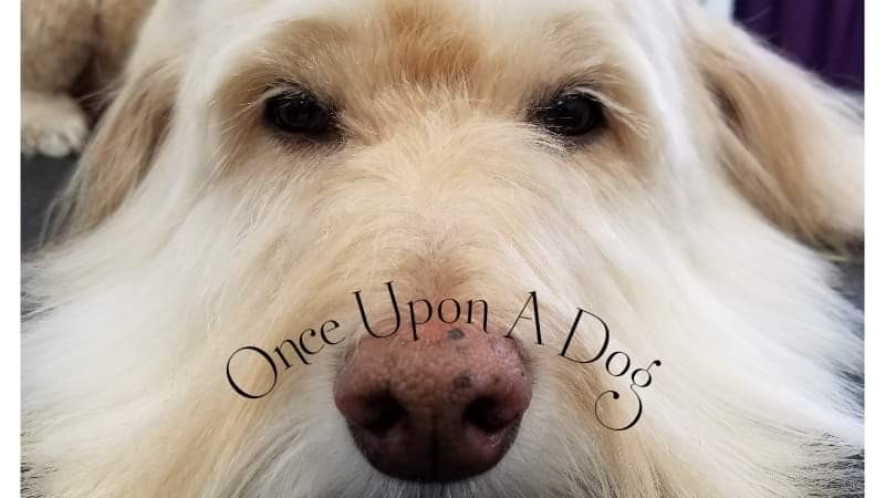Once Upon A Dog LLC
