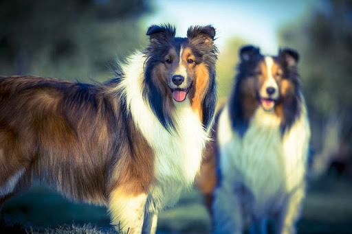 Pet Groomer «A Klassy Lassie, LLC», reviews and photos, 30 Old Jackson Rd, McDonough, GA 30252, USA