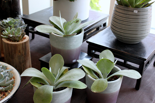 Florist «Cymbidium Floral», reviews and photos, 141 Water St, Exeter, NH 03833, USA