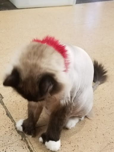 Pet Store «A to Z Pets», reviews and photos, 16010 SE Division St, Portland, OR 97236, USA