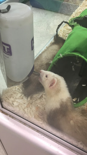 Pet Supply Store «PetKraze», reviews and photos, 100 Independent Way, Brewster, NY 10509, USA