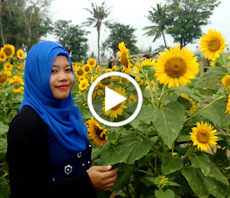 Taman Bunga Matahari photo
