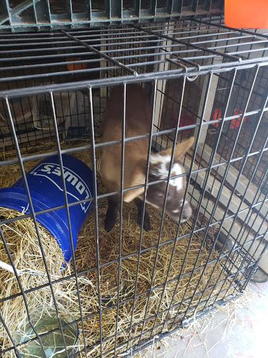 Pet Store «El Gallo Rojo Pet Shop», reviews and photos, 5901 N Armenia Ave, Tampa, FL 33603, USA