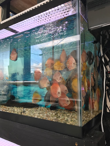 Aquarium «1st Class Aquarium», reviews and photos, 1167 Bay St, Staten Island, NY 10305, USA