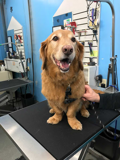 Pet Supply Store «Ridge Dog Shop», reviews and photos, 1505 N Parham Rd, Richmond, VA 23229, USA