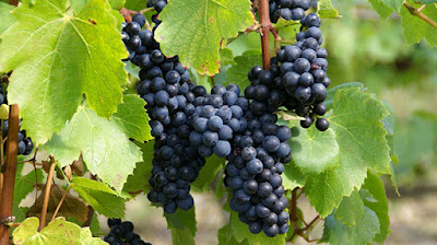 Loire Vini Viti Distribution LVVD à Vallet