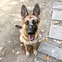 EveryDog - Photo 8 - Car repair in Tustin, CA, Mission Viejo