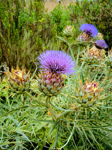 Shopping Mall «The Bluffs Shopping Center», reviews and photos, 1302 - 1380 Bison Ave, Newport Beach, CA 92660, USA