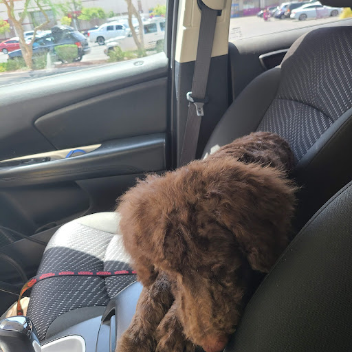 Pet Supply Store «PetSmart», reviews and photos, 1321 W Craig Rd, North Las Vegas, NV 89032, USA