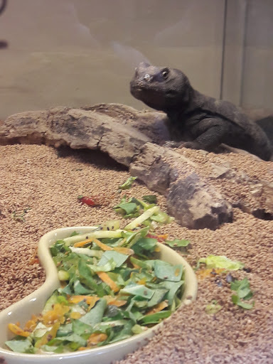 Pet Store «Lost Realms Pets», reviews and photos, 8059 N Cedar Ave, Fresno, CA 93720, USA