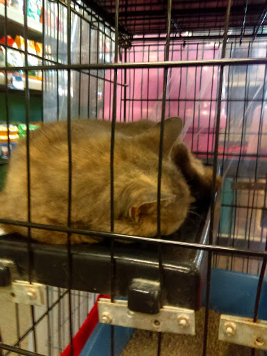 Pet Store «Friendly Pets», reviews and photos, 625 Friendly Center Rd, Greensboro, NC 27408, USA