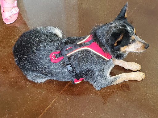 Embassy Veterinary Center Emory image
