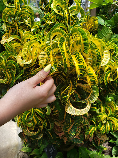 Tourist Attraction «Anna Scripps Whitcomb Conservatory», reviews and photos, 900 Inselruhe Ave, Detroit, MI 48207, USA