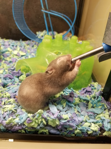 Pet Supply Store «PetSmart», reviews and photos, 7290 W Bell Rd, Glendale, AZ 85308, USA