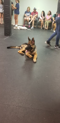 Pet Supply Store «Dogology», reviews and photos, 166 Albany Turnpike, Canton, CT 06019, USA