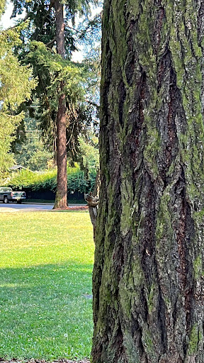Park «Mt. Scott Park», reviews and photos, SE 72nd Ave & Southeast Harold Street, Portland, OR 97206, USA