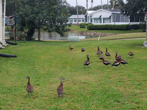 Golf Club «Hamptons Golf Club», reviews and photos, 900 Southampton Blvd, Auburndale, FL 33823, USA