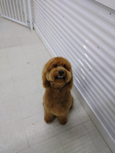 Pet Store «Debbies Pet Boutique», reviews and photos, 431 Center St, Healdsburg, CA 95448, USA