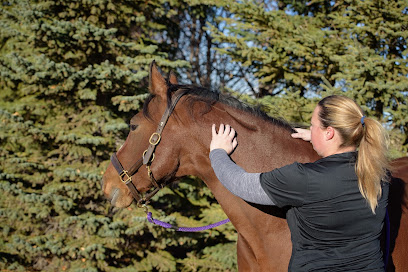 Motion Equine Veterinary Services