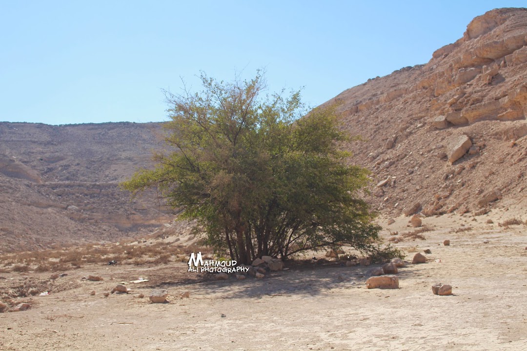 شجره النبق المعروفه وسط الصحراء