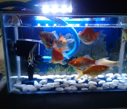 KEANDRA AQUARIUM photo