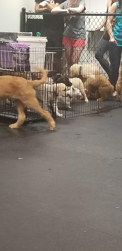 Pet Supply Store «Dogology», reviews and photos, 166 Albany Turnpike, Canton, CT 06019, USA