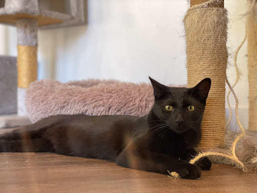 Frisky Business Palm Springs Cat Cafe image