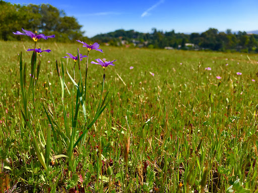 Park «Edgewood Park & Natural Preserve», reviews and photos, 10 Old Stage Coach Rd, Redwood City, CA 94062, USA