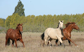Calm Healthy Horses