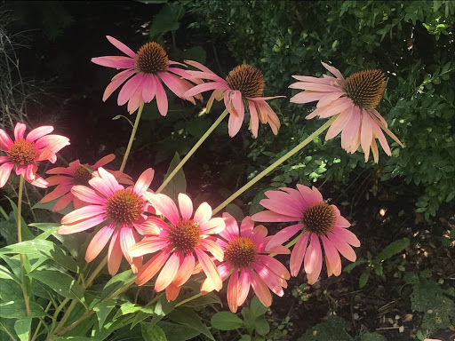 Art Gallery «Yale University Art Gallery», reviews and photos, 1111 Chapel St, New Haven, CT 06510, USA