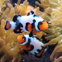 The Clownfish Shop (please call for appointment) - Photo 4 - Car repair in Kansas City, MO, Kansas City