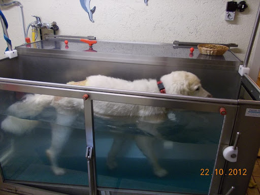 Tierphysiotherapie Petra Seidl unter Schopfheim, 
