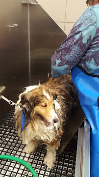 Pet Supplies Plus Taylor - Photo 9 - Car repair in Taylor, MI, Detroit