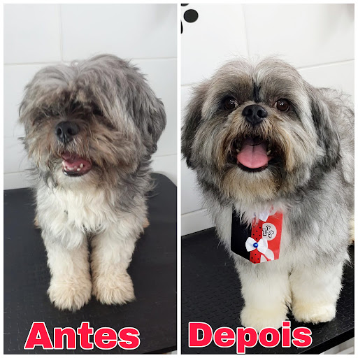 Pet Shop Bola De Pêlo em Batatais