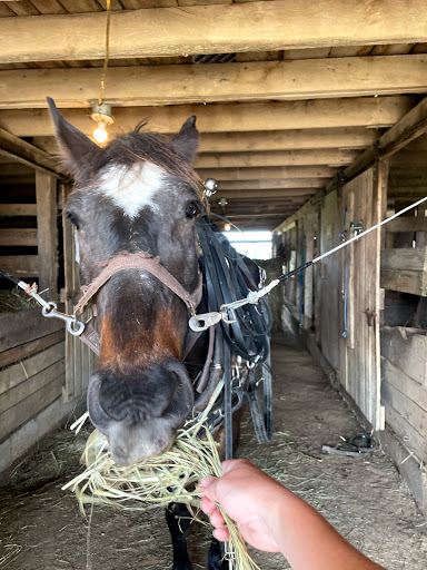 Tourist Attraction «Amish Heritage Farm», reviews and photos, 1016 Brewer Rd, Ethridge, TN 38456, USA