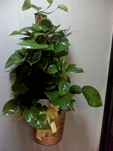 Florist «Flowers by Monica», reviews and photos, 9210 Homestead Rd a, Houston, TX 77016, USA