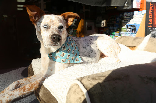 Skateboard Shop «Funtastik Skate and Snowboard Shop», reviews and photos, 18 W Main St, Mechanicsburg, PA 17055, USA