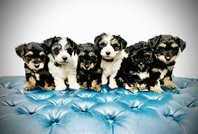 Baileys Yorkiechon Puppies